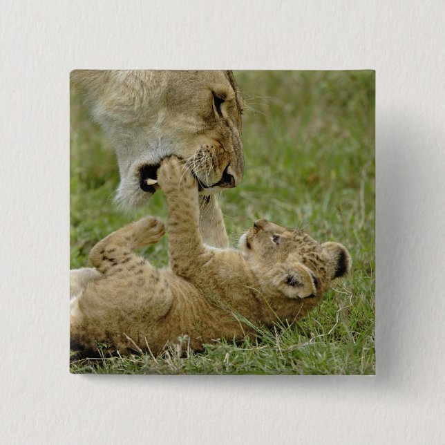 Badge Carré 5 Cm Jeune lion jouant (Devant)