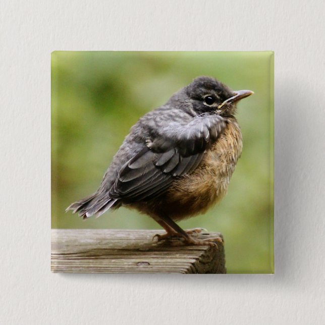 Badge Carré 5 Cm Jeune Robin (Devant)