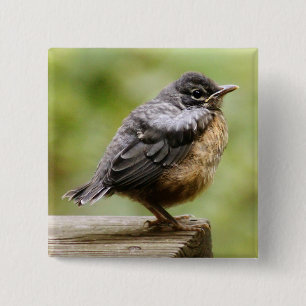 Badge Carré 5 Cm Jeune Robin