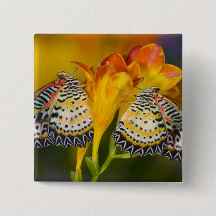 Badge Carré 5 Cm Jumeaux de papillons tropicaux