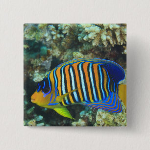Badge Carré 5 Cm Juvenile Regal Eperviers Pygoplites