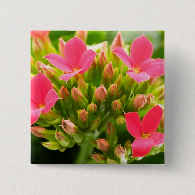 Badge Carré 5 Cm Kalanchoe blossfeldiana (Devant)