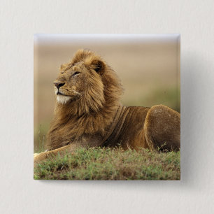 Badge Carré 5 Cm Kenya, Masai Mara Lion mâle