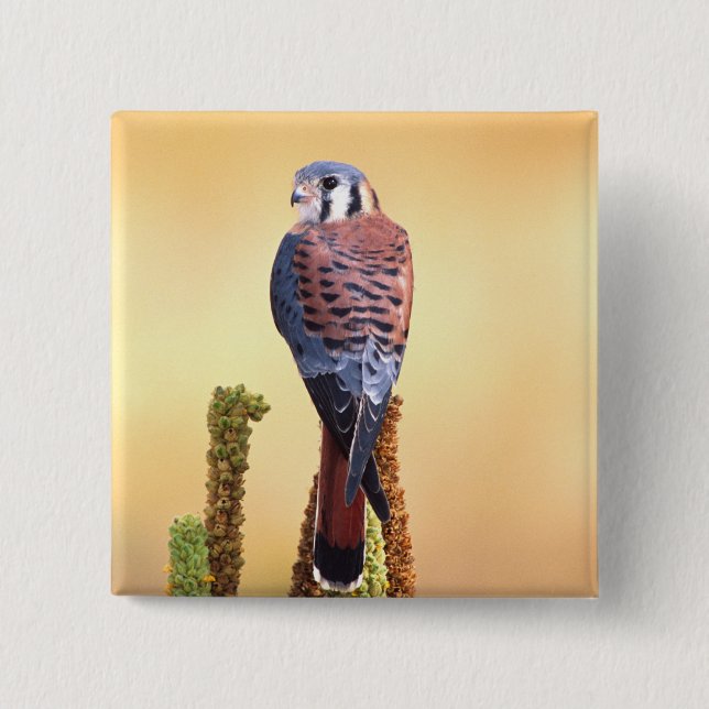 Badge Carré 5 Cm Kestrel, Falco sparverius, Native de US & Canada (Devant)