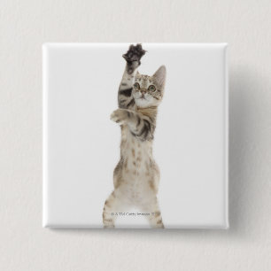 Badge Carré 5 Cm Kitten debout sur les pattes arrière