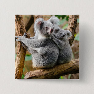 Badge Carré 5 Cm Koala avec un bébé dans un arbre en Australie