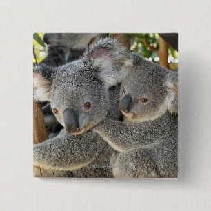 Badge Carré 5 Cm Koala Phascolarctos cinereus Queensland.