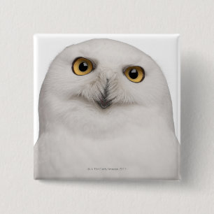 Badge Carré 5 Cm La Chouette des neiges mâles (Bubo scandiacus) est