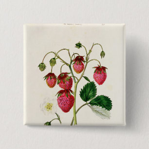Badge Carré 5 Cm La fraise de Roseberry, gravée par Watte
