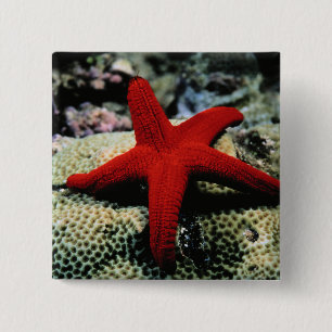 Badge Carré 5 Cm La Mer Rouge des poissons d'étoile