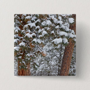 Badge Carré 5 Cm La neige remplit les branches des pins ponderosa
