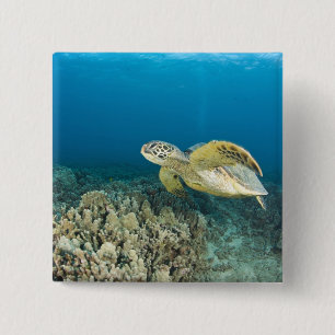 Badge Carré 5 Cm La tortue verte, (Chelonia mydas), est le