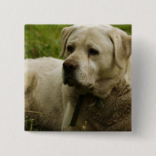 Badge Carré 5 Cm Labrador Photo