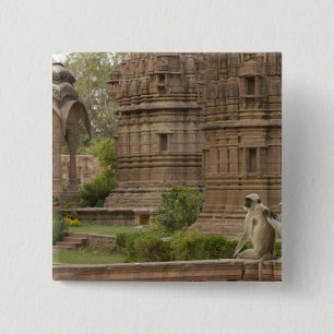 Badge Carré 5 Cm Langurs d'Hanuman ou langur gris, commun ou à face