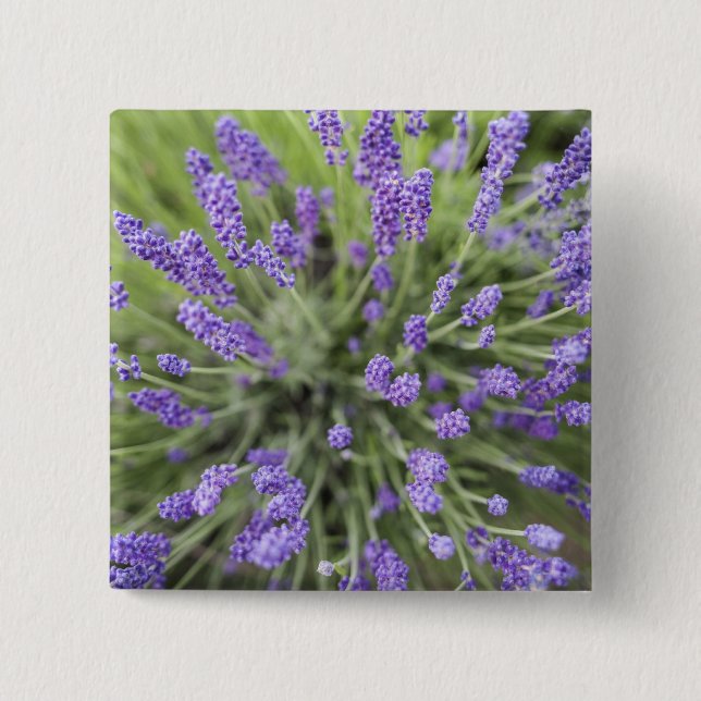 Badge Carré 5 Cm Lavender plants (Devant)