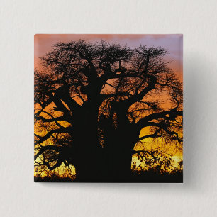 Badge Carré 5 Cm Le baobab africain, Adansonia digitata,