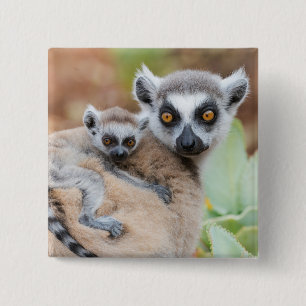 Badge Carré 5 Cm Le bébé Lemur de Ring-Tailed