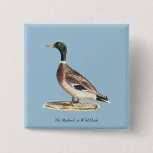 Badge Carré 5 Cm Le canard colvert ou sauvage (Anas platyrhynchos)