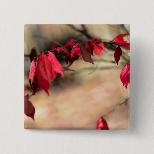 Badge Carré 5 Cm Le feuillage d'automne de Burning Bush - Euonymus