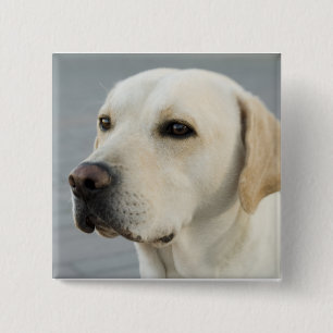 Badge Carré 5 Cm Le Labrador doré