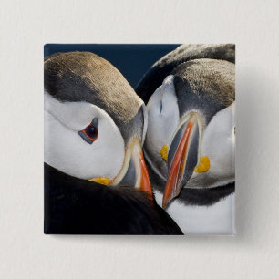 Badge Carré 5 Cm Le Macareux atlantique, un oiseau de mer pélagique