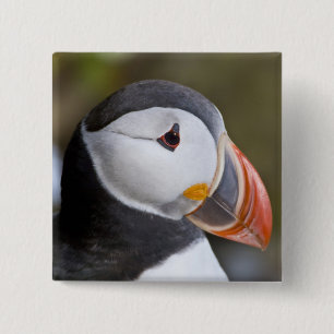 Badge Carré 5 Cm Le Puffin Atlantique, un oiseau marin pélagique