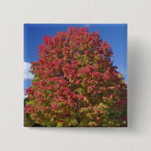 Badge Carré 5 Cm L'érable rouge aux couleurs de l'automne, près d