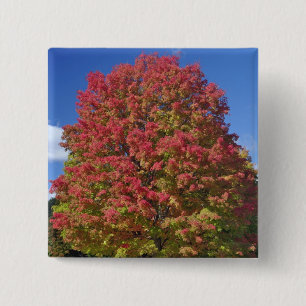 Badge Carré 5 Cm L'érable rouge aux couleurs de l'automne, près de