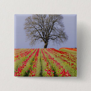 Badge Carré 5 Cm Les champs de tulipe et un chêne solitaire ont