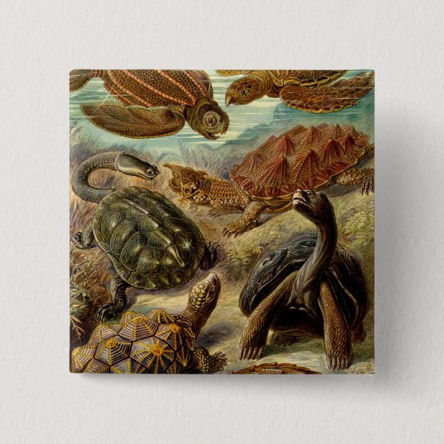 Badge Carré 5 Cm Les tortues Haeckel (Devant)