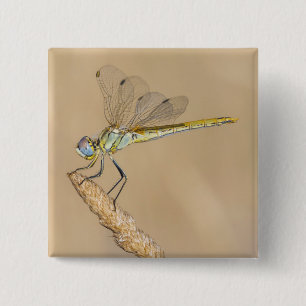 Badge Carré 5 Cm Libellule Skimmer Insecte Femelle (CC BY 4.0) Bout