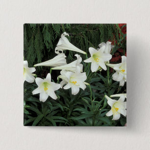 Badge Carré 5 Cm Lily de Pâques (Lilium regale)