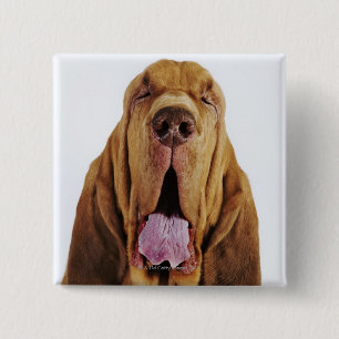 Badge Carré 5 Cm Limier (chien de St Hubert) avec les yeux fermés,