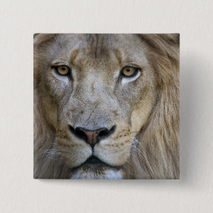 Badge Carré 5 Cm Lion adulte mâle au zoo de Sacramento, CA
