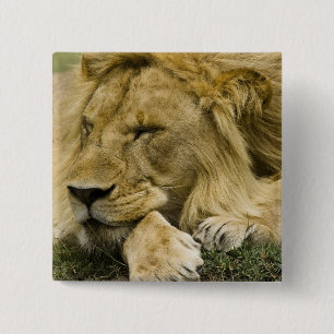 Badge Carré 5 Cm Lion d'Afrique, Panthera leo, couché endormi