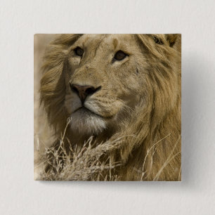 Badge Carré 5 Cm Lion d'Afrique, Panthera leo, Portrait d'un