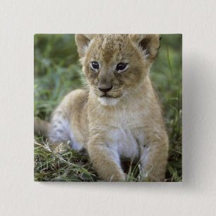 Badge Carré 5 Cm lion d'Afrique, Panthera leo), Tanzanie,