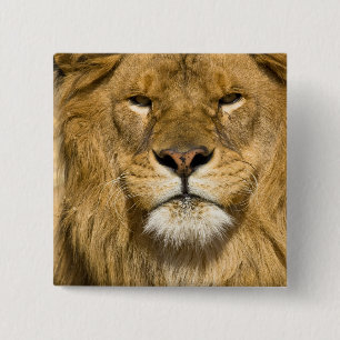 Badge Carré 5 Cm Lion de Barbarie d'Afrique, Panthera leo leo, l'un