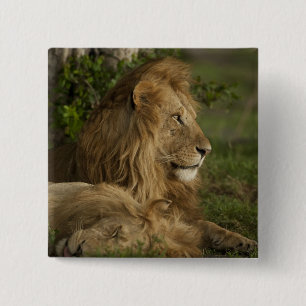 Badge Carré 5 Cm Lion, Panthera leo, Lower Mara, Masai Mara GR,