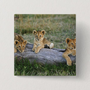 Badge Carré 5 Cm Lionceaux sur une bûche