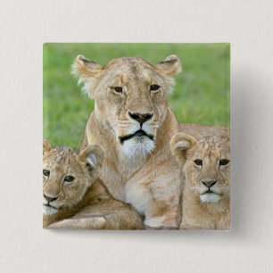 Badge Carré 5 Cm Lionne et Deux Lionceaux, Afrique de l'Est, Tanzan
