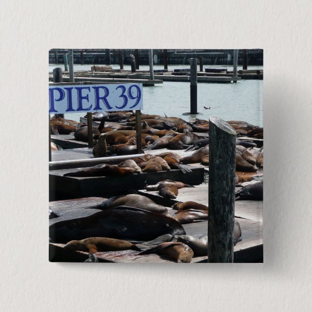 Badge Carré 5 Cm Lions de mer de Pier 39 (Devant)