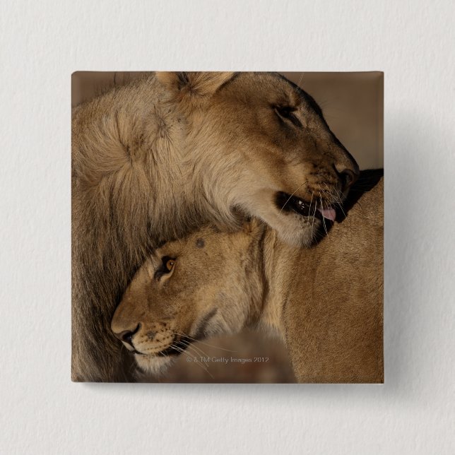 Badge Carré 5 Cm Lions (Panthera Lion) (Devant)