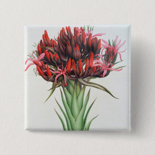 Badge Carré 5 Cm Lis de Gymea, 1826 (la semaine sur le papier)