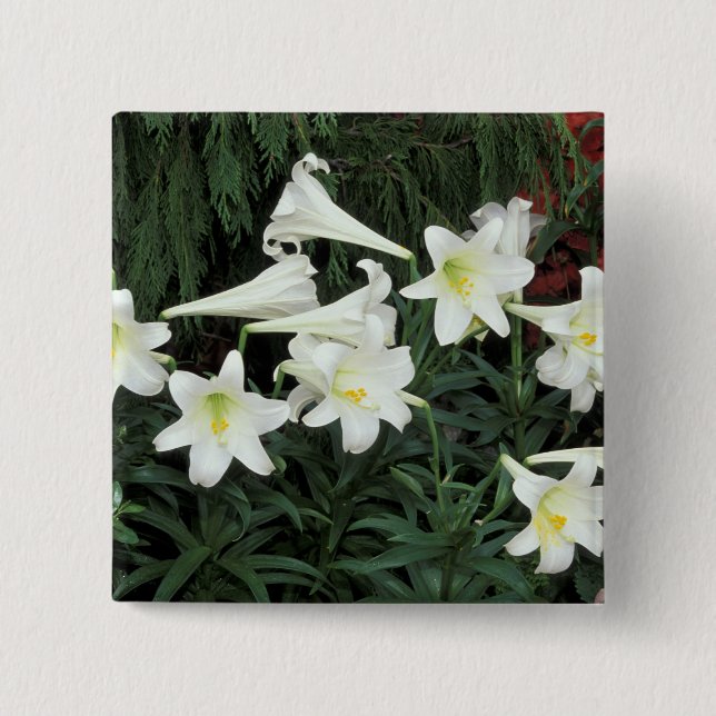 Badge Carré 5 Cm Lis de Pâques (Lilium regale) (Devant)