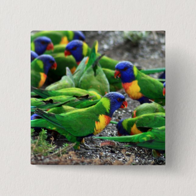 Badge Carré 5 Cm Lorikees arc-en-ciel australiens (Devant)