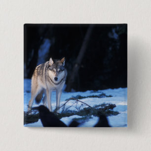 Badge Carré 5 Cm loup gris, Canis lupus, dans les contreforts