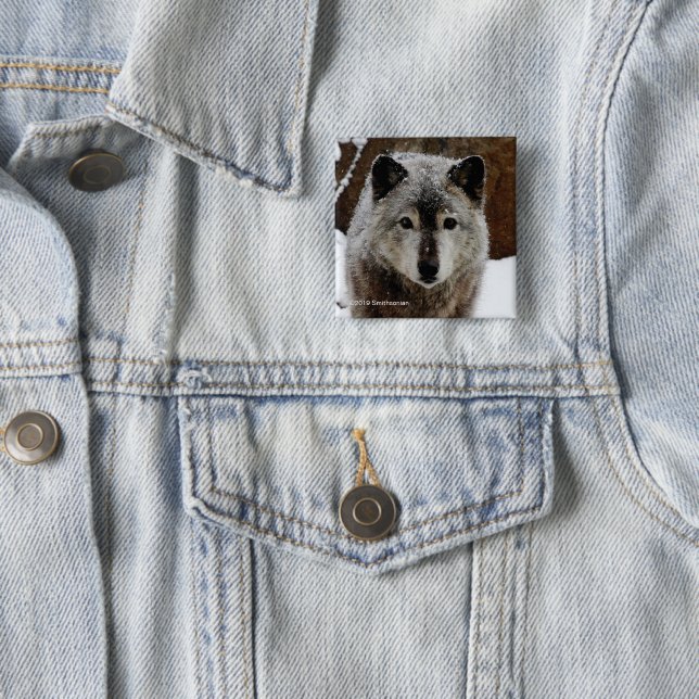 Badge Carré 5 Cm Loup gris dans la neige (En situation)