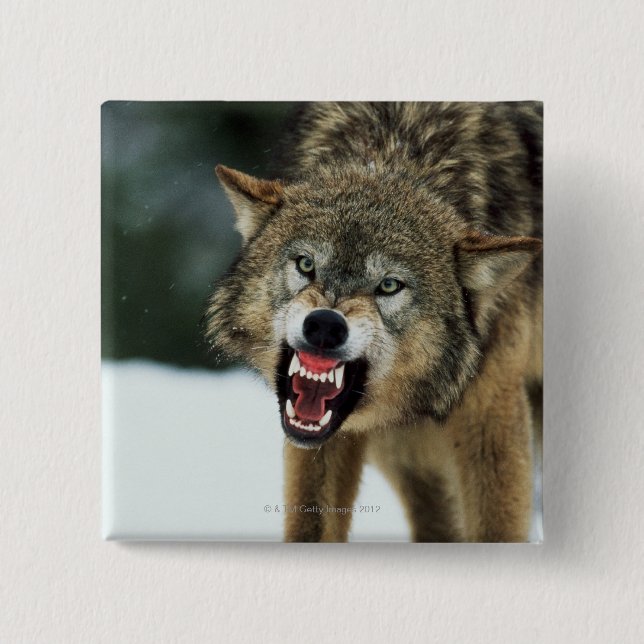 Badge Carré 5 Cm Loup gris narling (Devant)