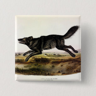 Badge Carré 5 Cm Loup noir ou Loup noir-américain (Canis Lupus)